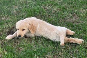 Benjamin - Golden Retriever for sale