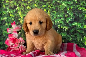 Teesha - Golden Retriever for sale