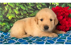 Alister - puppy for sale