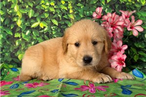 Tori - Golden Retriever for sale