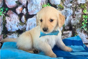 Holden - Golden Retriever for sale