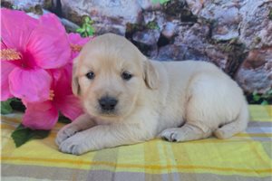 Gina - puppy for sale