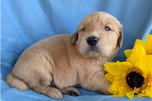 Talon - puppy for sale