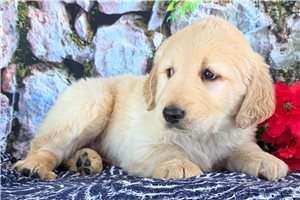 Benjamin - Golden Retriever for sale