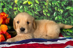 Anthony - puppy for sale