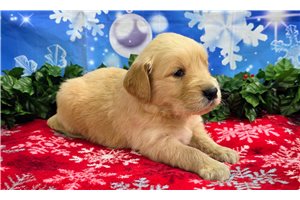 Bruno - puppy for sale