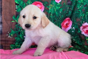 Hazel - Golden Retriever for sale