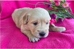 Teesha - puppy for sale
