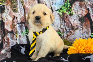 Hickory - Golden Retriever for sale