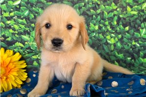 Anthony - Golden Retriever for sale