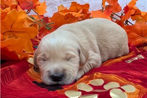 Benson - puppy for sale