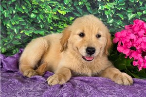 Adrienne - Golden Retriever for sale