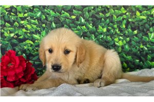 Atticus - Golden Retriever for sale