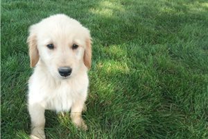 Adam - Golden Retriever for sale