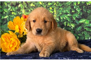 Tigger - Golden Retriever for sale
