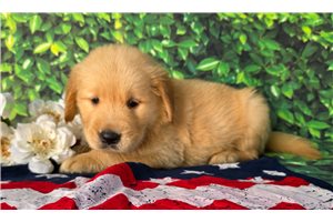 Talon - Golden Retriever for sale