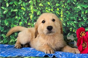 Alexander - Golden Retriever for sale