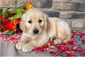 Gwen - Golden Retriever for sale
