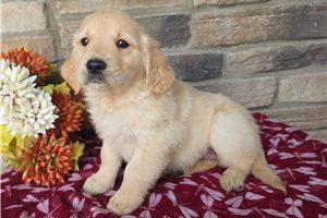 Gina - Golden Retriever for sale