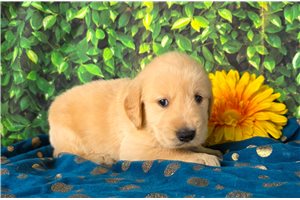 Alexander - puppy for sale