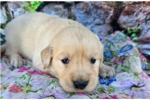 Gwen - Golden Retriever for sale