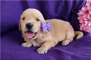 Tori - puppy for sale