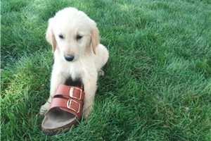 Adam - Golden Retriever for sale
