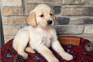 Georgia - Golden Retriever for sale