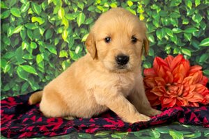 Adam - puppy for sale