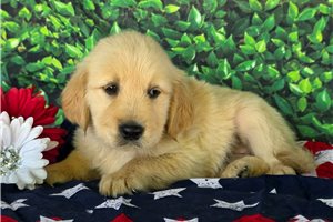 Alister - Golden Retriever for sale