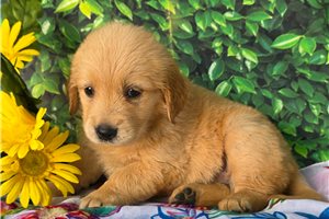 Tamara - Golden Retriever for sale
