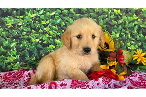 Adam - Golden Retriever for sale