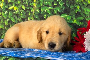 Tyler - Golden Retriever for sale