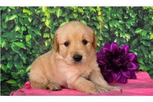 Adrienne - Golden Retriever for sale