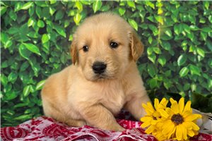 Atticus - puppy for sale