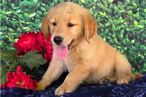 Talon - Golden Retriever for sale