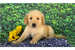 Arthur - Golden Retriever for sale