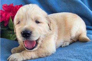 Tyler - Golden Retriever for sale