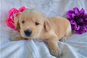 Tamara - puppy for sale