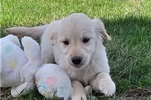 Holden - Golden Retriever for sale