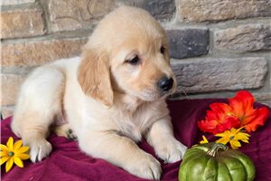 Gloria - Golden Retriever for sale