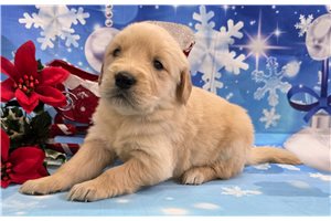 Brielle - puppy for sale
