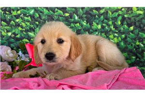 Adrienne - Golden Retriever for sale