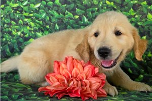 Tyler - Golden Retriever for sale