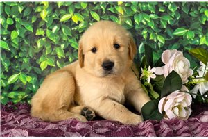 April - puppy for sale