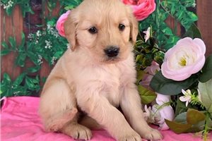 Hazel - puppy for sale