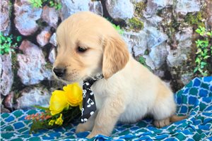Hamilton - Golden Retriever for sale