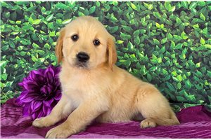 April - Golden Retriever for sale