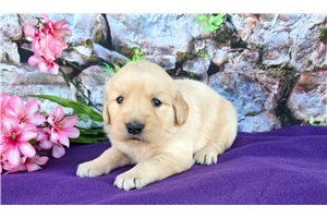 Georgia - Golden Retriever for sale