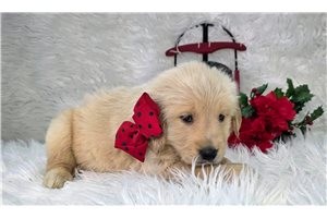 Bella - puppy for sale